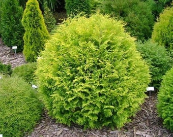 Thuja occidentalis 'Aurea' - Golden Globe Arborvitae - Live Plant - 4” Pot Size