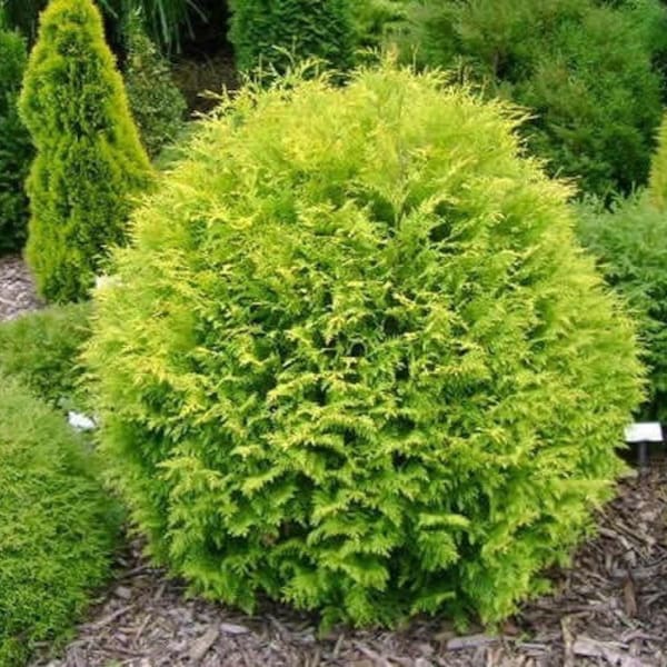 Thuja occidentalis 'Aurea' - Golden Globe Arborvitae - Live Plant - 4” Pot Size