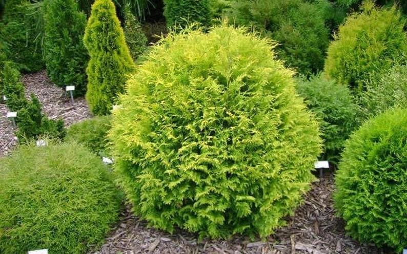 Thuja occidentalis 'Aurea' Golden Globe Arborvitae Live Plant 4 Pot Size image 1