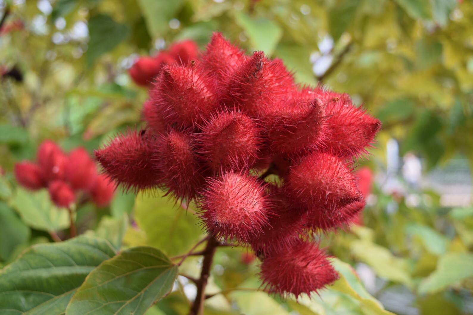 Lipstick Tree Photo Printable Wall Art Photography Print Etsy