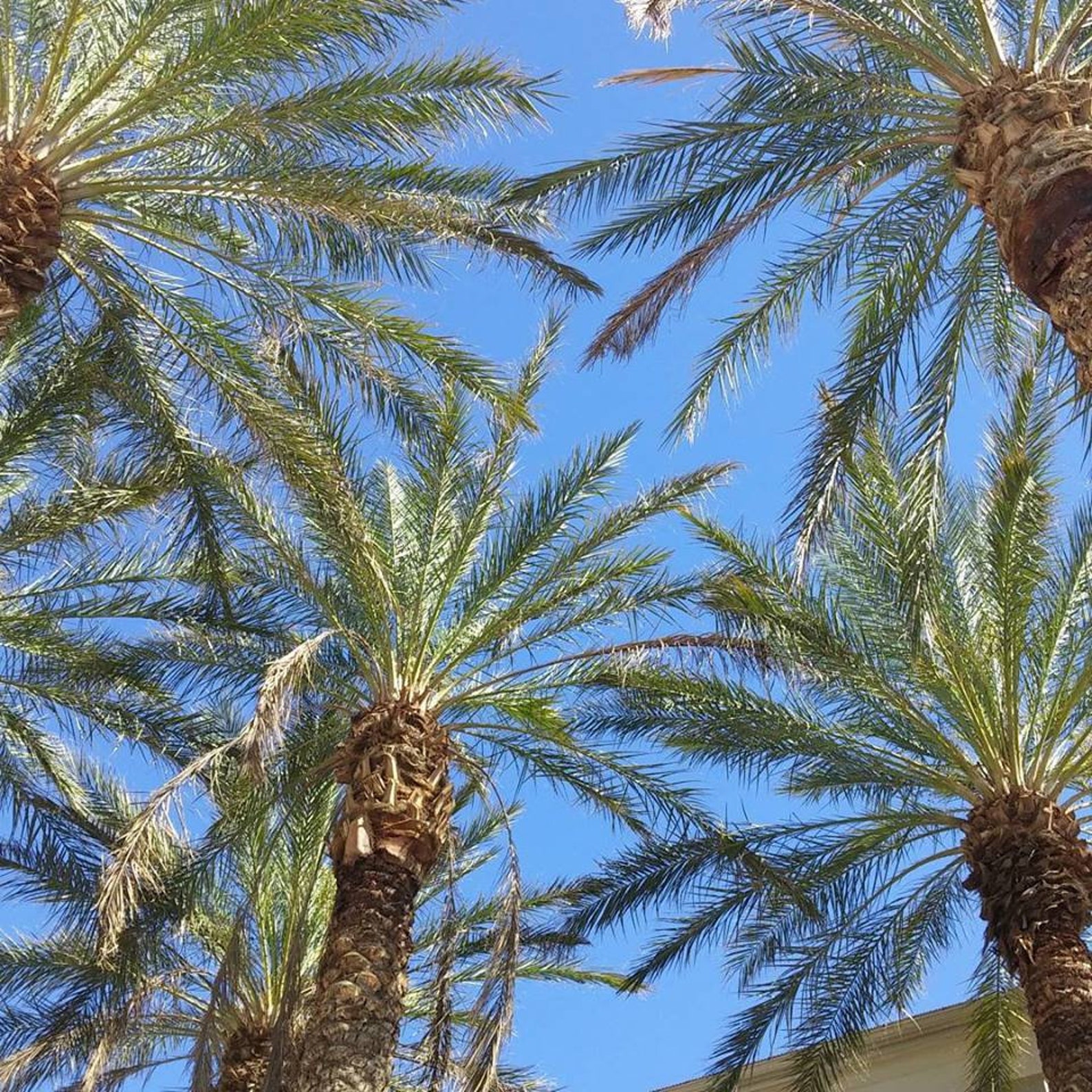 Palm Trees Photo Las Vegas Nevada Photo Printable Wall Art | Etsy Who Buys Palm Trees In Las Vegas