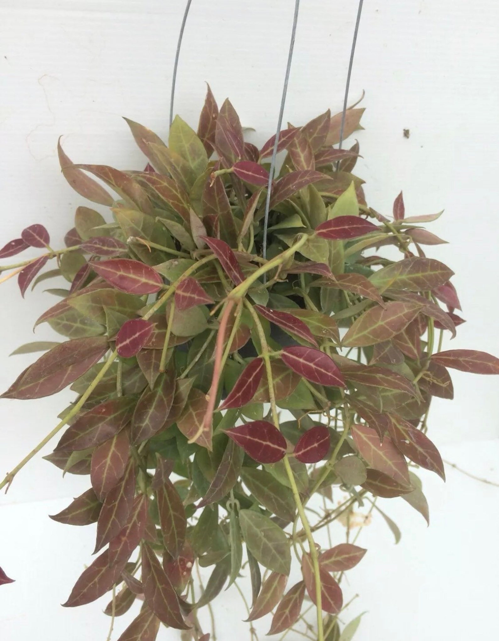 Hoya �Rebecca� RARE established plant B Etsy