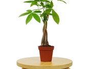Money Tree - Pachira Braid - Bonsai Plant 4 quot Pot