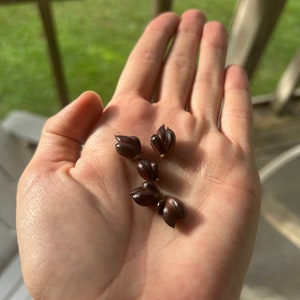 6 BULB pack- Tiger lilly bulblets- ready to plant now- cold hardy perennial zone 3-9