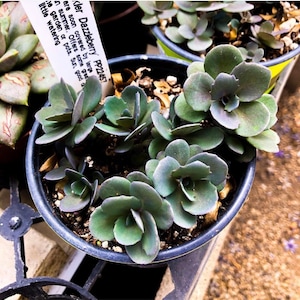 Sedum Dazzleberry- perennial-3 inch pot- cold hardy