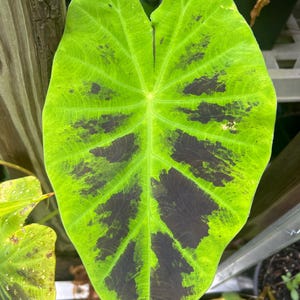 Starter Plant- Colocasia Illustris- rare- beautiful-