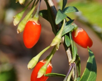 Live Goji Berry Plant /'Wolfberry/' Lycium barbarum Organic Tree Seedling Sapling Perennial Superfood Antioxidant Red Fruit Non-gmo Rare Gift