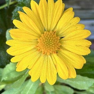 Gallardia-Mesa yellow- perennial flower- native plant - 4” pot