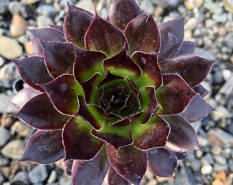 Sempervivum Black- Hens and Chicks- Perennial- cold hardy- 3.5 inch pot