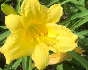 Daylily- Stella D’Oro- wrapped ROOT BALL- perennial- cold hardy- yellow flower