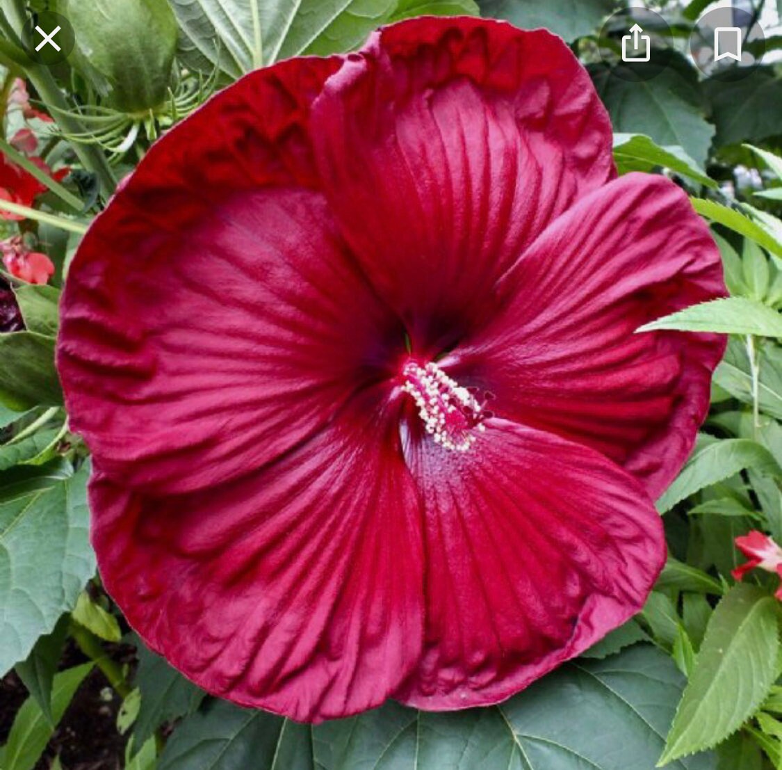 Hibiscus Luna Red Starter Plant- perennial
