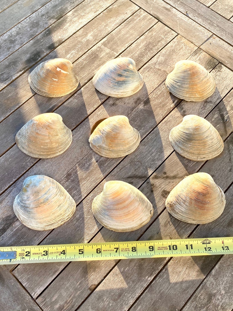 4 Count Bulk Clam quahog XL Shells From New England Shores Crafts Decor