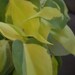 Rany reviewed Brazil - Brasil Philodendron indoor/outdoor ship without pot - 5 leaves well rooted - free shipping