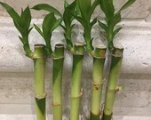 5 Lucky Bamboo at 4 inches Tall - free shipping
