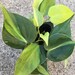 Bryce L reviewed Brazil - Brasil Philodendron indoor/outdoor ship without pot - 5 leaves well rooted - free shipping