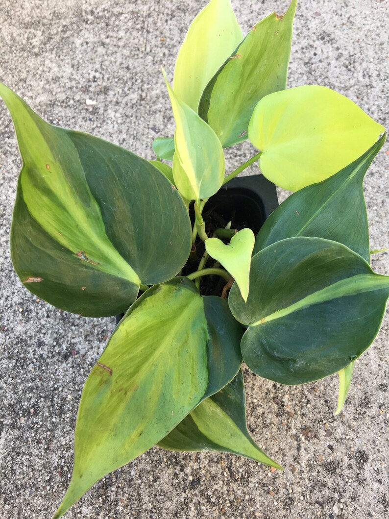 Brazil  Brasil Philodendron indoor/outdoor ship without pot  image 0