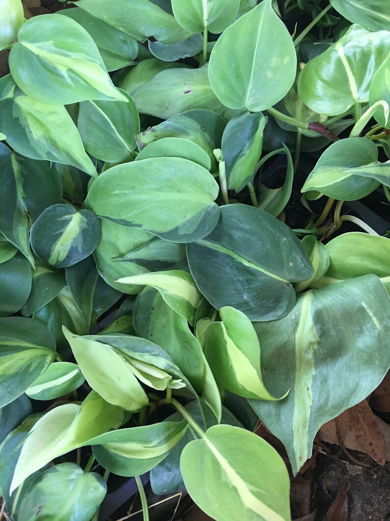 Brazil  Brasil Philodendron indoor/outdoor ship without pot  image 1