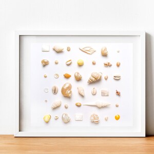 Beach Shell Wall Art Photo, Beach Photography, Beach House Decor, Shell Wall Decor