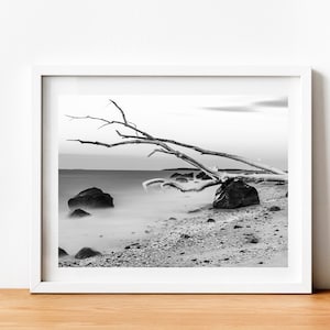 May include: A black and white photograph of a weathered tree branch lying on a beach with rocks and a blurred ocean in the background.