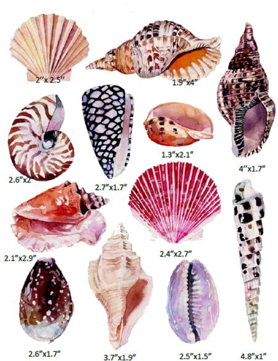 Shells Watercolor Cake Decoration, Ocean Cake Icing Sheet - Etsy