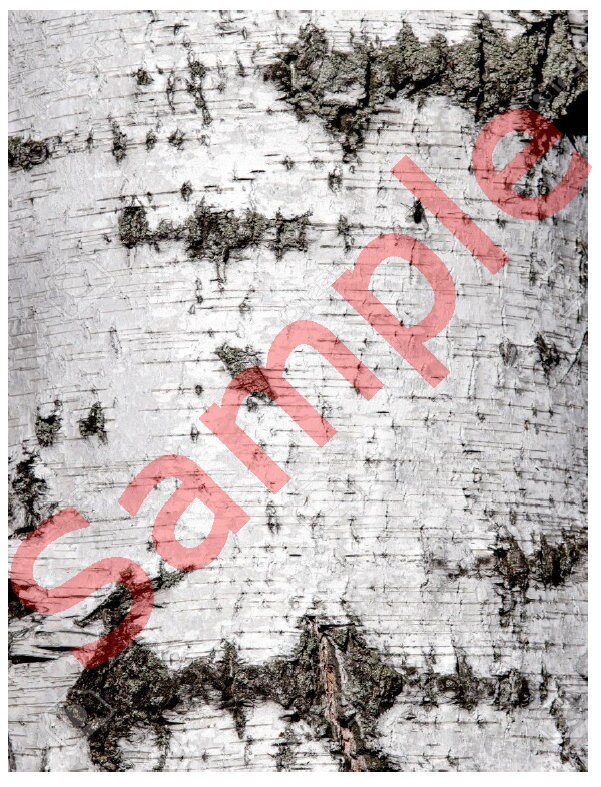 Edible White Birch Bark Tree Cake toppers Cake Rings Wraps Etsy