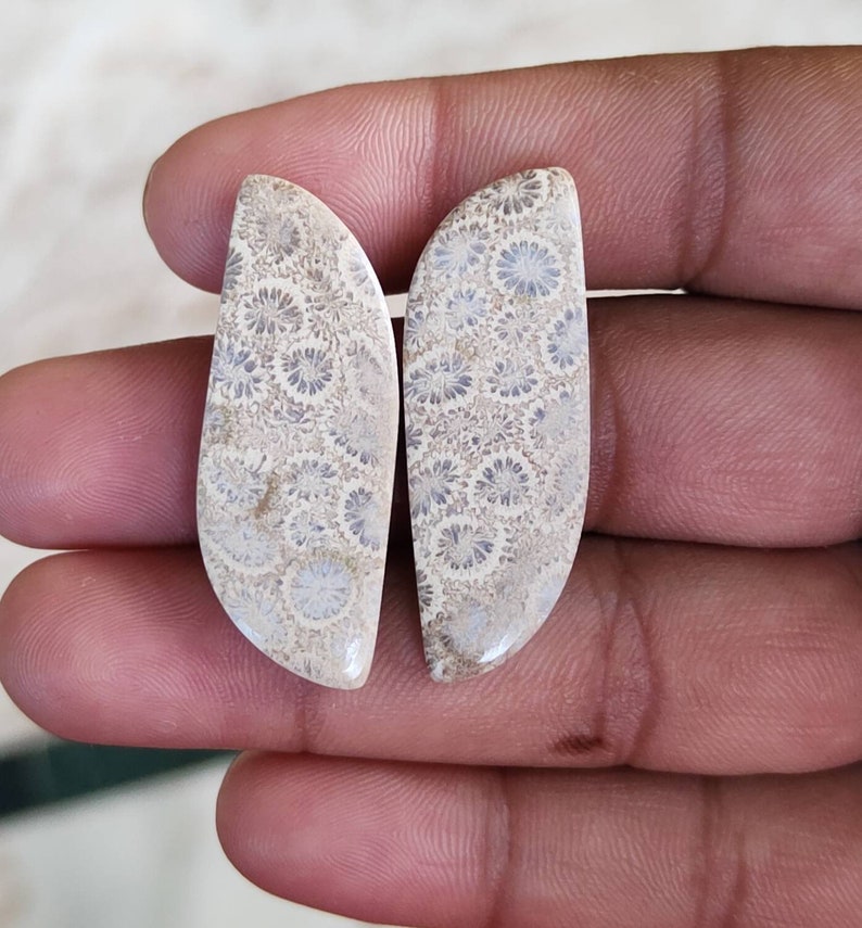 Fossil coral pair