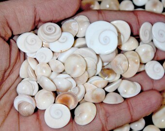 Partij kleine blisterparelschelpen, ongepolijste strandschelpen