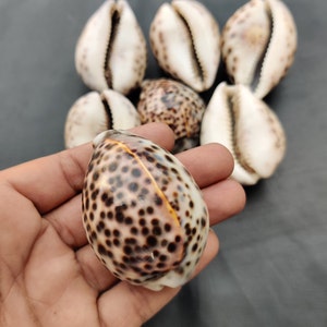 May include: A collection of seashells, including one held in a hand. The shells are primarily white with brown spots and markings. The shells vary in size and shape, with some showing a natural opening.
