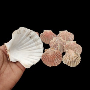 Peut inclure: Un ensemble de coquilles Saint-Jacques de différentes tailles et couleurs. Les coquilles varient du blanc aux nuances de rose et de beige, avec des surfaces texturées et des nervures en forme d'éventail. Les coquilles sont présentées sur fond noir.