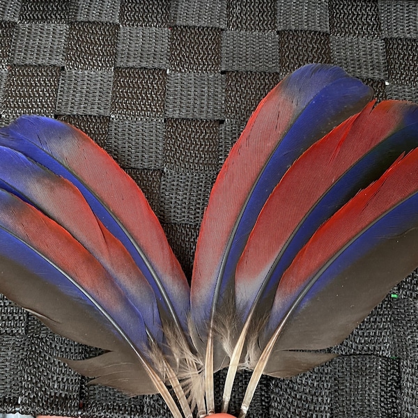 3 pairs Eclectus Parrot feathers // Crimson Red Blue feathers // naturally shed // CaberrasFeathers