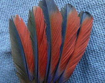 5 plumas azul real y roja // naturalmente derramadas // plumas femeninas Vosmaeri Eclectus Wing // CaberrasFeathers