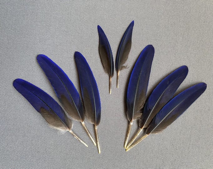Regal Midnight Feathers-Royal Blue and Teal Colour