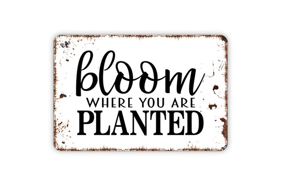 Mini-Wandschild Mit Spruch "Bloom Where You Are Planted" – Deko-Schild Mit Gänseblümchen, 8x5 Cm – Süßes Geschenk Für Gute Laune