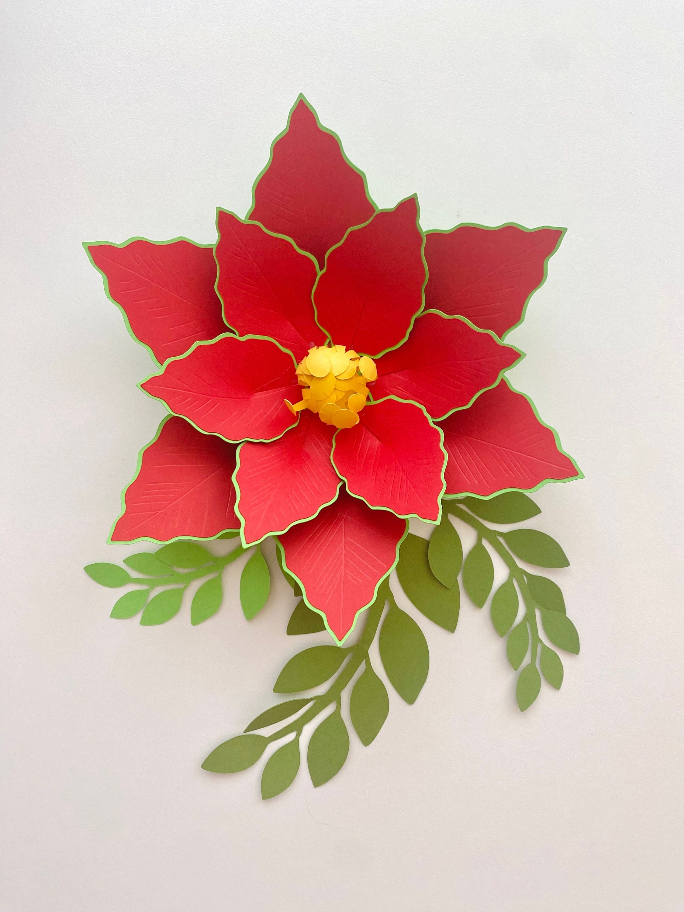 welche erde für ufopflanze Ufopflanze | Pilea peperomioides main image 1