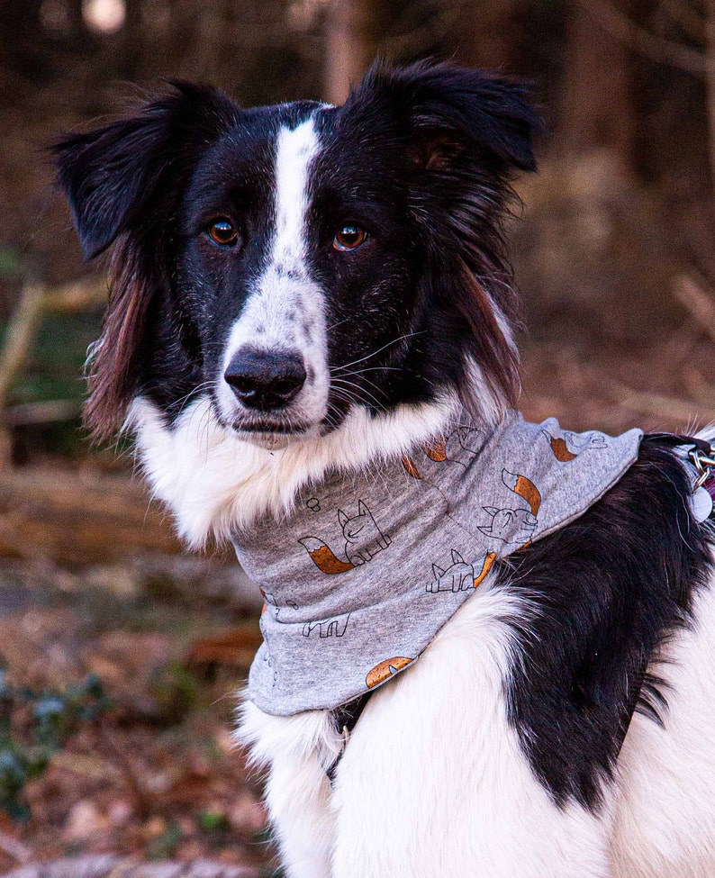 Neck Scarf for Dogs Loop for Dogs Scratch Protection Wound Etsy