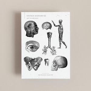 Vintage medische illustratie stickervel 2, perfect voor journaling, en medische studenten, verkrijgbaar in zowel matte als glanzende stickervellen