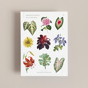 May include: A sheet of matte stickers featuring vintage illustrations of various plants. The sticker sheet includes a sunflower, a red leaf plant, a blue flower, a lily, a succulent, and a green and pink leaf plant. The sticker sheet is titled "Vintage Plants" and "Matt Sticker Sheet" and is from "The Pinnock Collective".