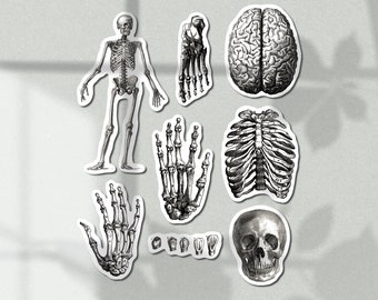 Vintage Medical Illustration Sticker pack, perfect for journaling, and Medical Students, available in both Matt