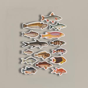 Paquete de pegatinas / Peces / Paquete de pegatinas de peces vintage / Ilustraciones académicas / Pegatinas de animales / Efímeras vintage / Efímeras de animales / Peces