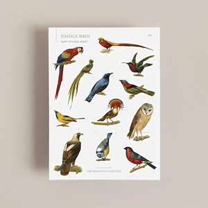 feuille d'autocollants vintage oiseaux | oeuvres d'art vintage | Cadeaux pour amoureux des oiseaux | Observation des oiseaux | Illustration d'art vintage