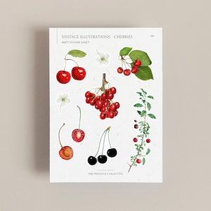 Foglio di adesivi con illustrazioni di ciliegie d'epoca / Adesivi a tema frutta / Adesivi per album / Adesivi vintage / Frutta di ciliegie / Arte vintage