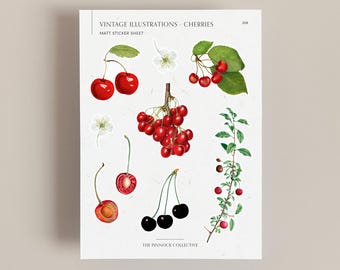Vintage Cherry Illustrations Sticker sheet | Fruit themed stickers | scrapbook stickers | Vintage Stickers | Cherry fruit | Vintage art
