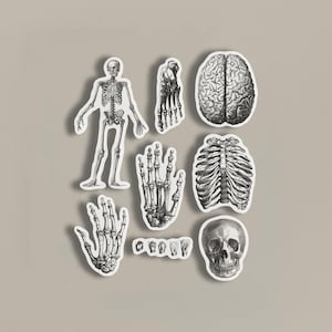 Vintage stickerpakket medische illustratie, perfect voor journaling, en medische studenten, verkrijgbaar in mat