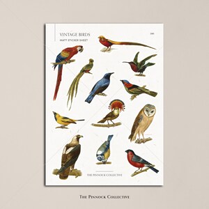 以下が含まれることがあります： ヴィンテージの鳥のイラストが描かれたマットステッカーシート。オウム、フクロウ、キジなど、さまざまな鳥のカラフルな描写が特徴です。「VINTAGE BIRDS」と「MATT STICKER SHEET」の文字が上部に印刷されています。
