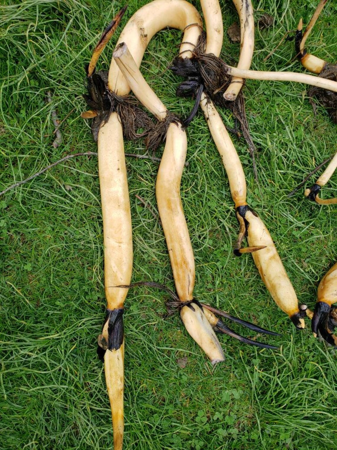 Lotus root plant growing 2 for shipping Etsy