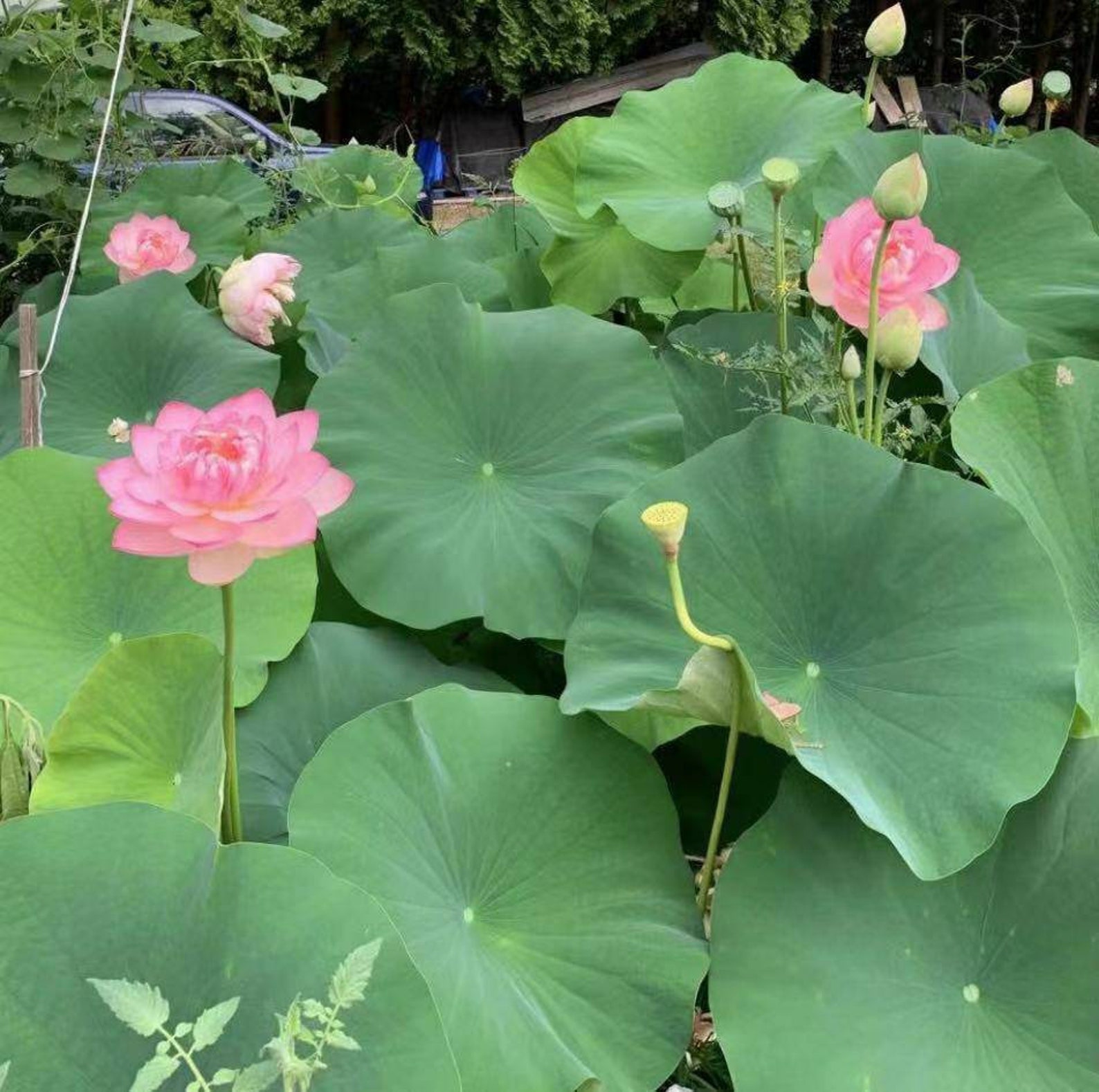 Lotus root plant growing 2 for shipping Etsy