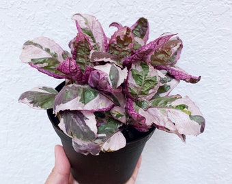Snow White Waffle Plant Hemigraphis Alternates Etsy