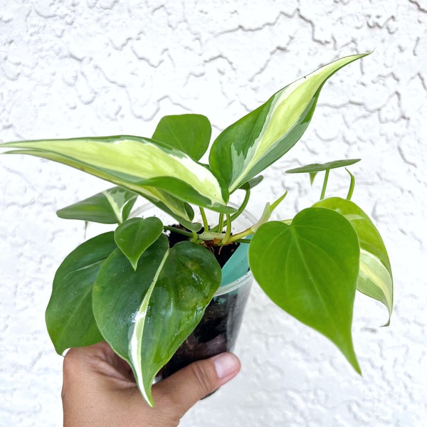 Philodendron Cream Splash Rooted Cuttings | Starter Plant