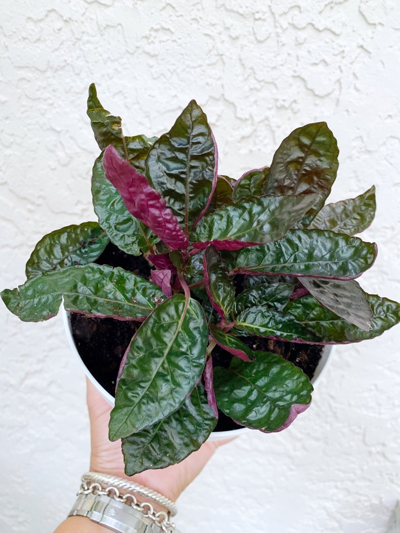 Purple Waffle Hemigraphis Alternata Starter Plant 3 Etsy