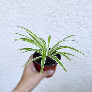 Spider Plant (Green inside & White outside) Variegation |  Starter Plant 3"